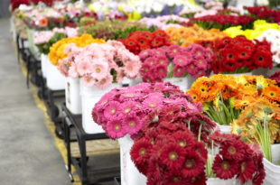 بازار گل و گل فروشی