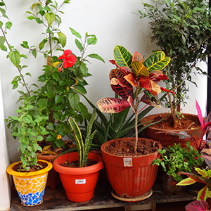 نگهداری گل آپارتمانی تغذیه و کود دهی گیاهان